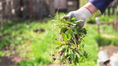 désherber naturellement son potager