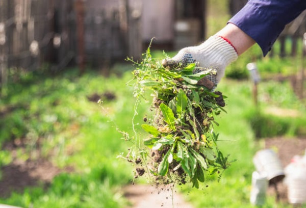 Désherber naturellement son potager : comment faire ?