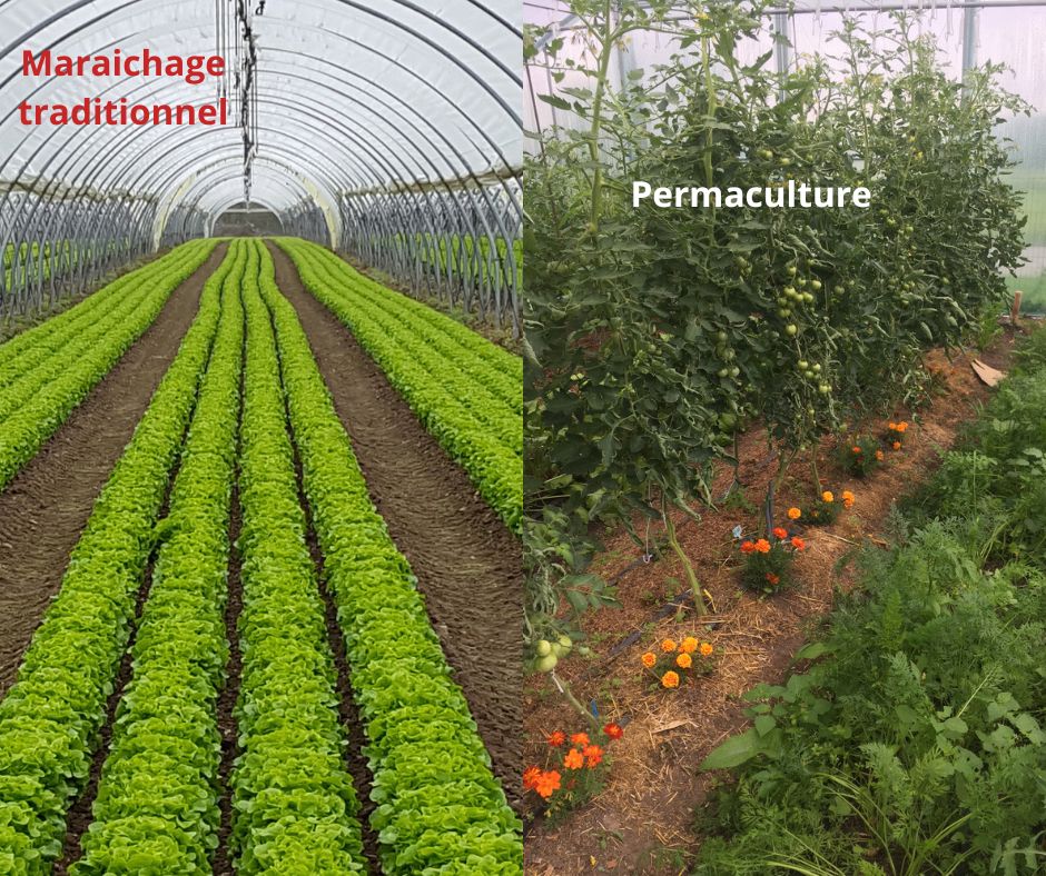 Cultiver sous serre maraichage traditionnel vs permaculture 