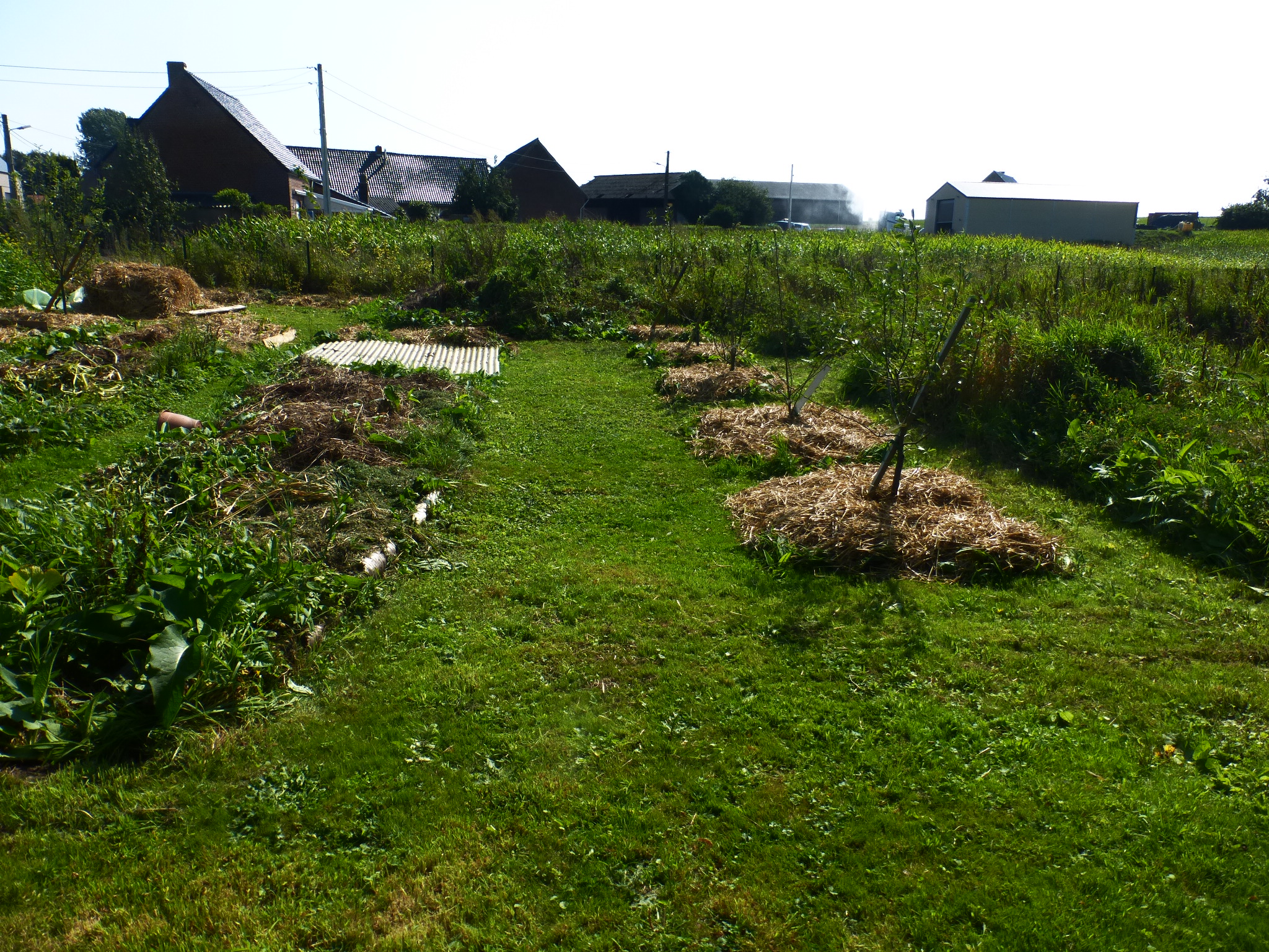 débuter un potager en permaculture : la première année 