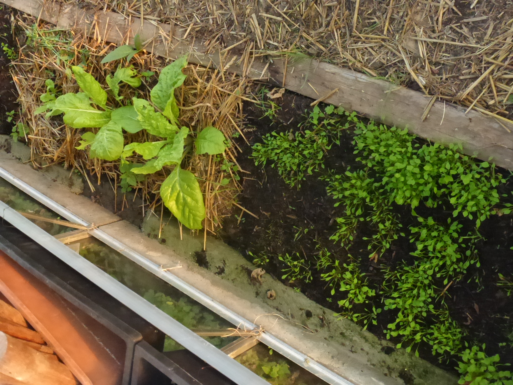 démarrer un potager en permaculture : les bonnes cultures pour débuter 